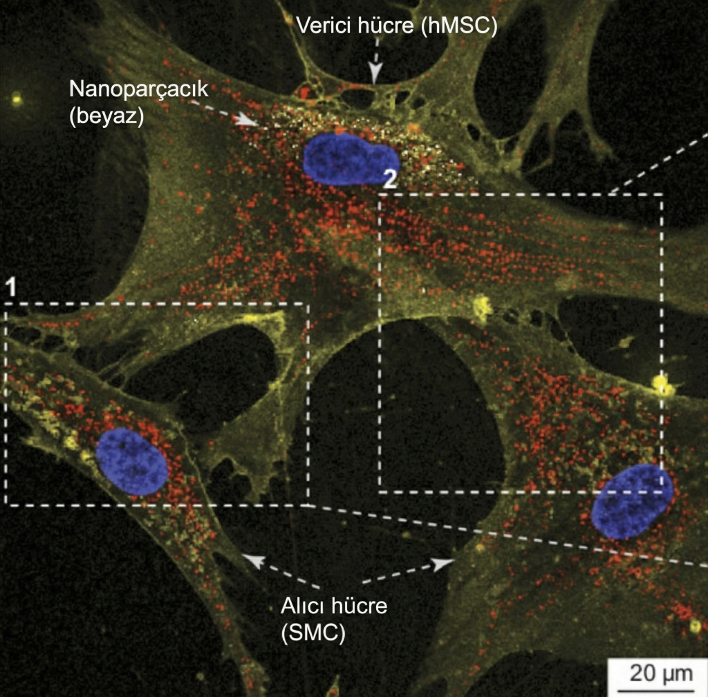 Mikroskopik görüntüde nanoçiçekler