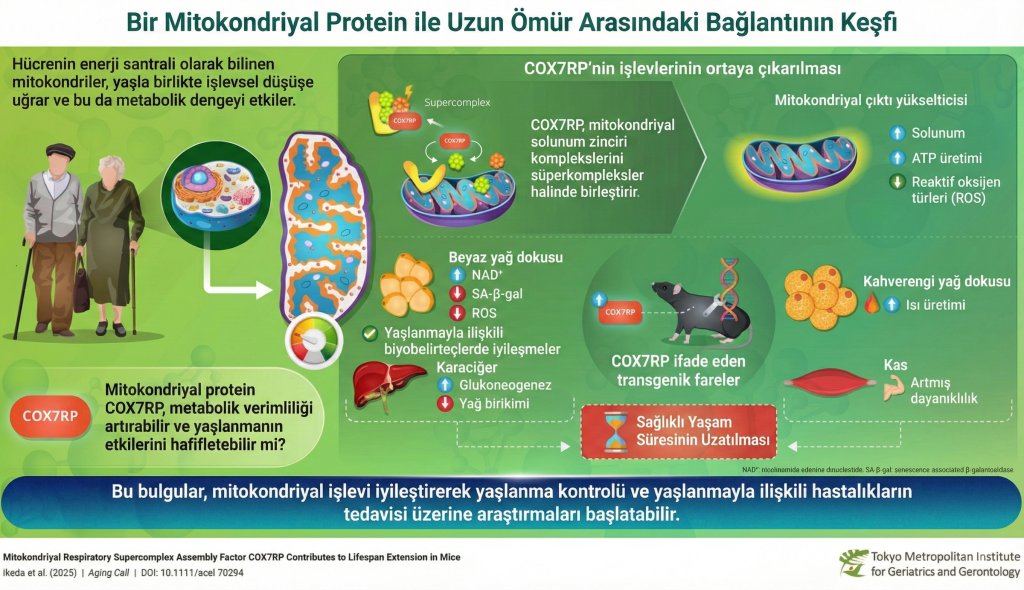 Mitokondriyal protein ile uzun ömür arasındaki bağlantının keşfi