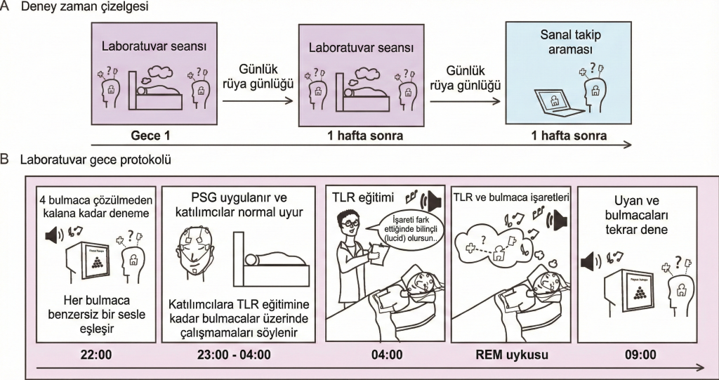 Deneysel zaman çizelgesi