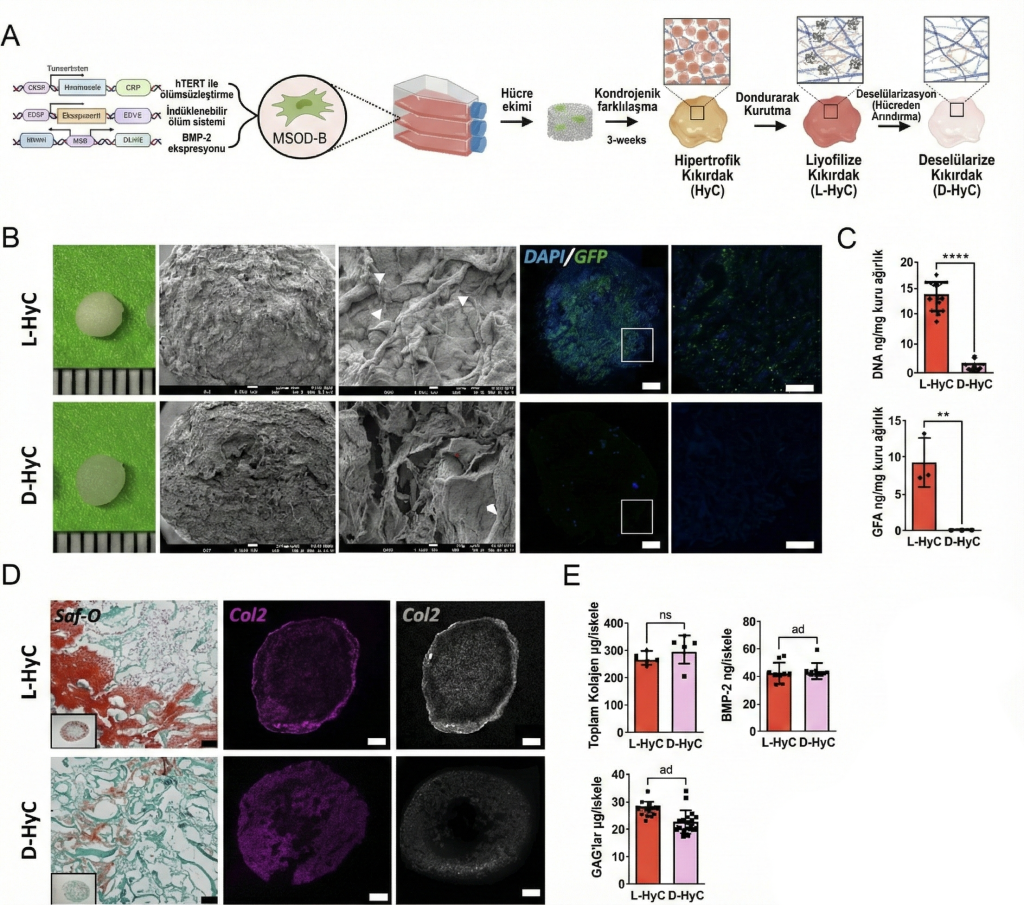 Hücre hattı ile genetik olarak tasarlanmış insan kıkırdağı