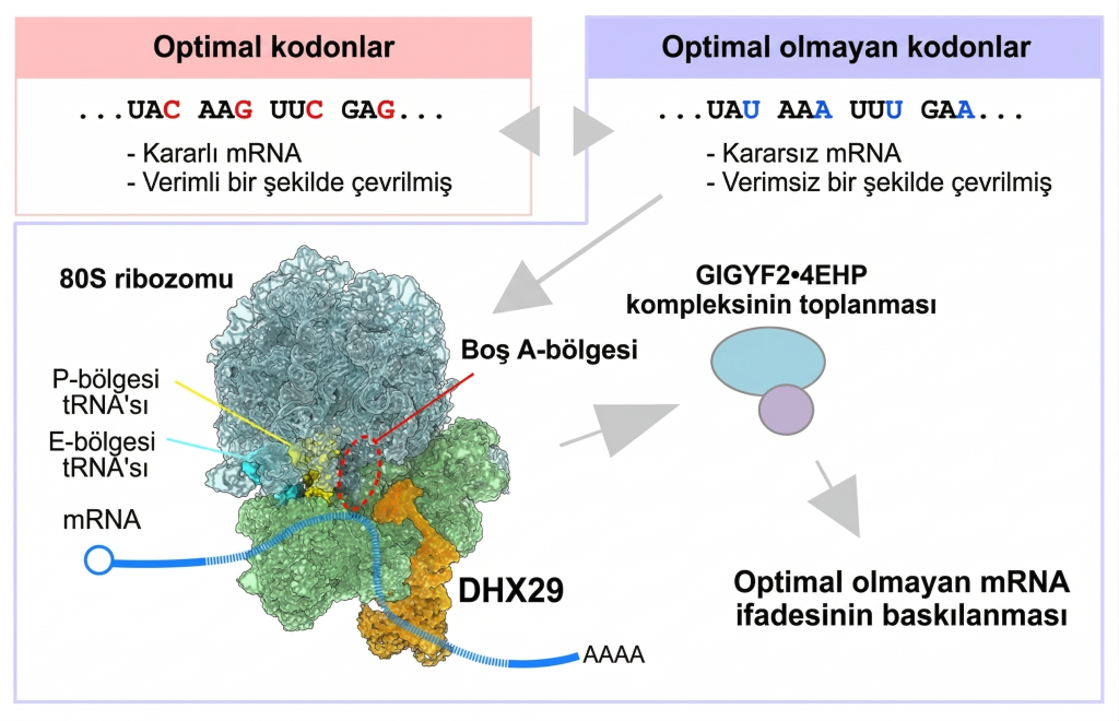 DHX29 Proteininin Verimsiz Kodonları Denetleme Mekanizması