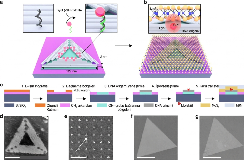 DNA origami yardımıyla kuantum ışık kaynaklarının fabrikasyon süreci
