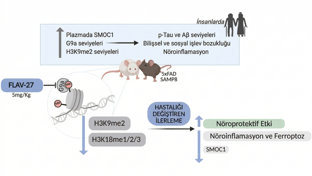 FLAV 27 Molekülünün Epigenetik Etki Mekanizması ve Tedavi Süreci