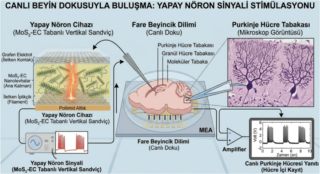 Hibrit Sistem Deney Düzeneği Yapay Nöronun Canlı Purkinje Hücreleriyle İletişimi