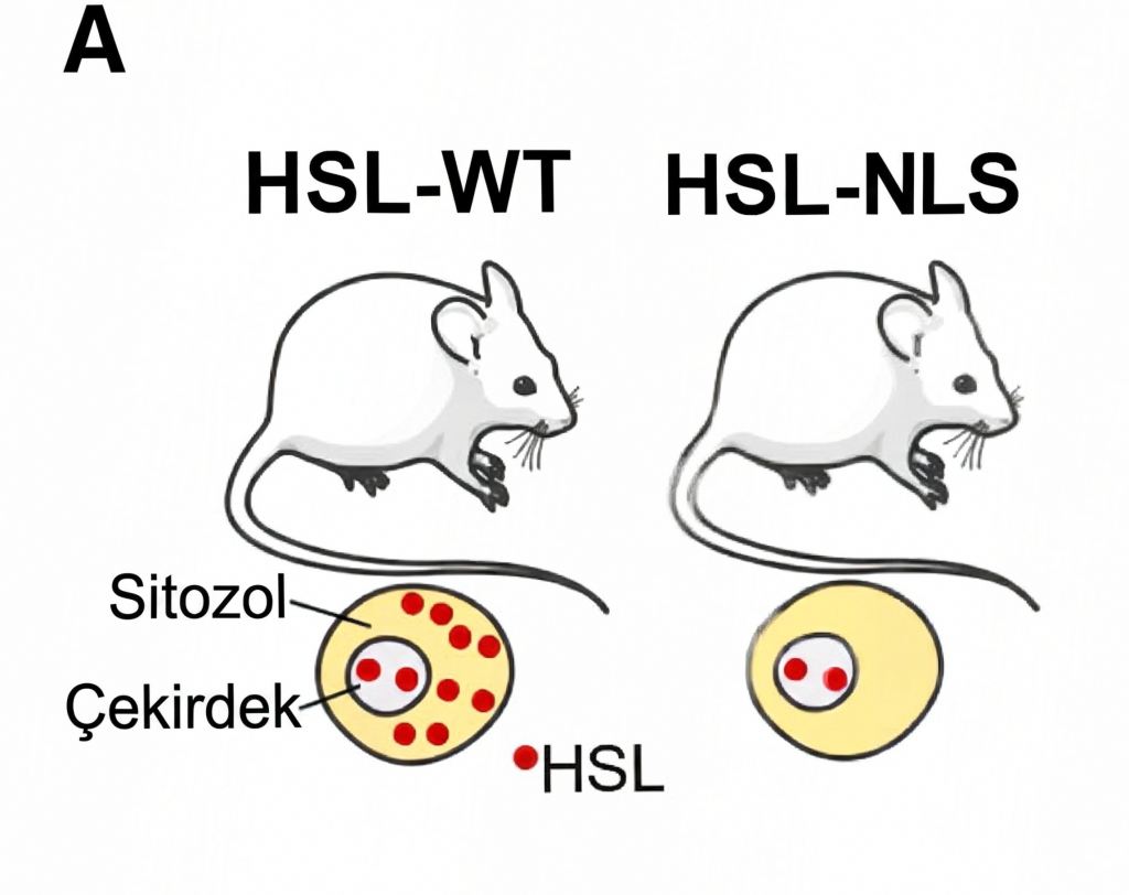 CRISPR HSL Fare Modelleri