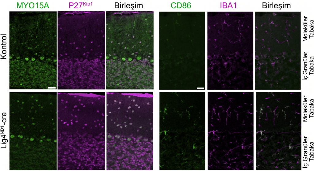 BioRender Moleküler Mekanizma Şeması